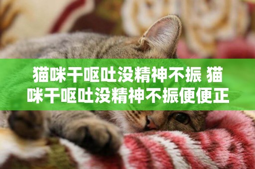 貓咪干嘔吐沒精神不振 貓咪干嘔吐沒精神不振便便正常