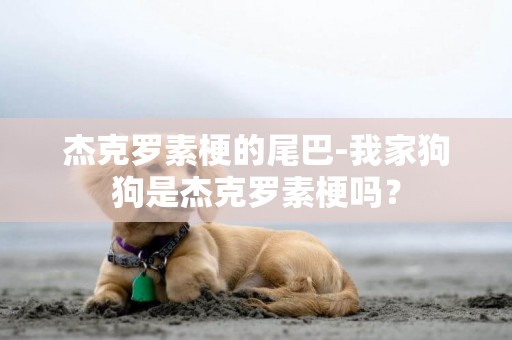 杰克羅素梗的尾巴-我家狗狗是杰克羅素梗嗎？