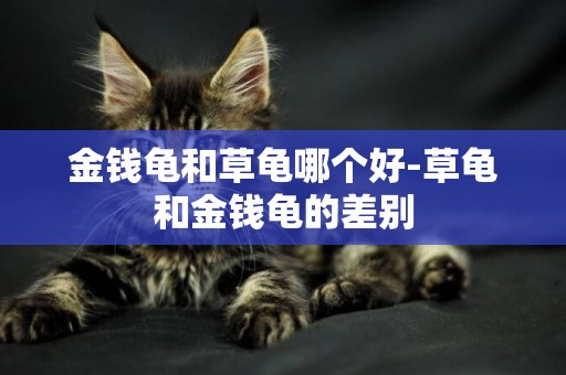 金錢龜和草龜哪個好-草龜和金錢龜的差別