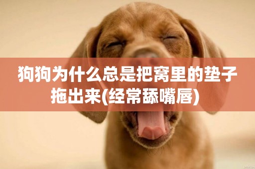 狗狗為什么總是把窩里的墊子拖出來(經常舔嘴唇) 