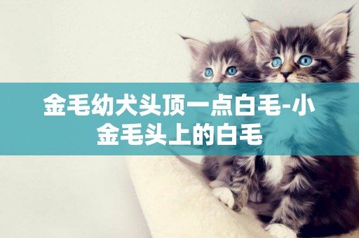 金毛幼犬頭頂一點白毛-小金毛頭上的白毛