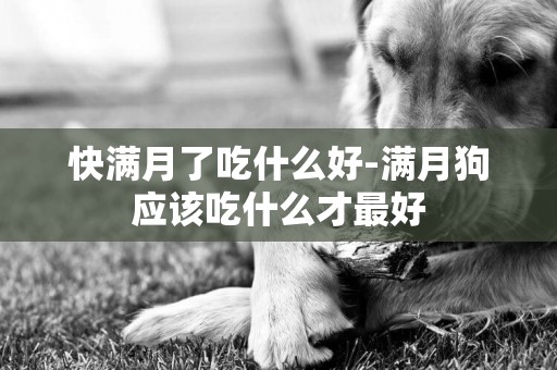 快滿月了吃什么好-滿月狗應該吃什么才最好