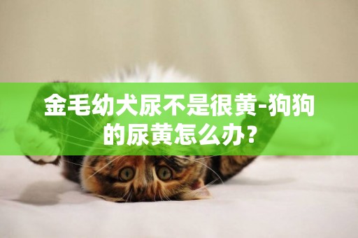 金毛幼犬尿不是很黃-狗狗的尿黃怎么辦？