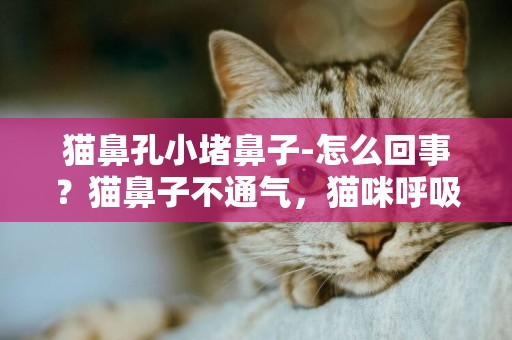 貓鼻孔小堵鼻子-怎么回事？貓鼻子不通氣，貓咪呼吸聲像鼻塞，貓咪呼吸聲很重。
