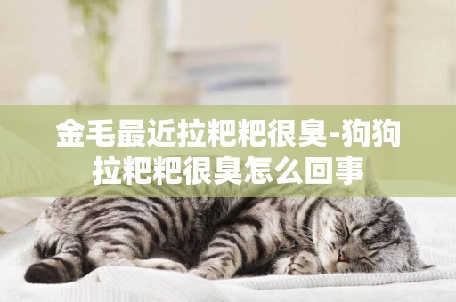 金毛最近拉粑粑很臭-狗狗拉粑粑很臭怎么回事