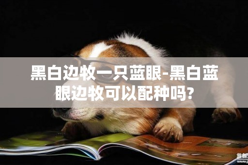 黑白邊牧一只藍眼-黑白藍眼邊牧可以配種嗎?