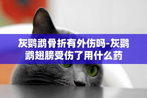 灰鸚鵡骨折有外傷嗎-灰鸚鵡翅膀受傷了用什么藥