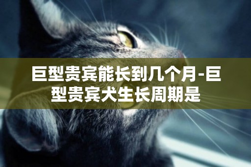 巨型貴賓能長到幾個月-巨型貴賓犬生長周期是