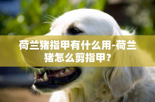 荷蘭豬指甲有什么用-荷蘭豬怎么剪指甲？