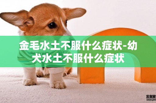 金毛水土不服什么癥狀-幼犬水土不服什么癥狀