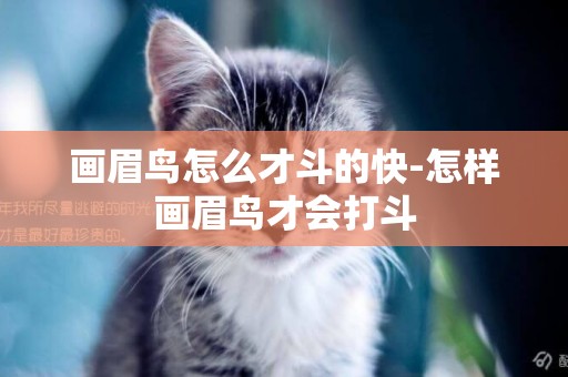 畫眉鳥怎么才斗的快-怎樣畫眉鳥才會打斗