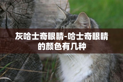 灰哈士奇眼睛-哈士奇眼睛的顏色有幾種