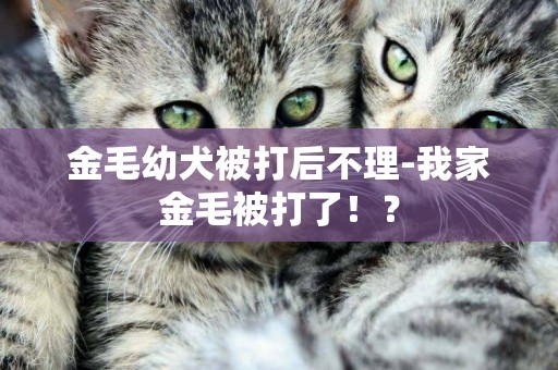 金毛幼犬被打后不理-我家金毛被打了！？