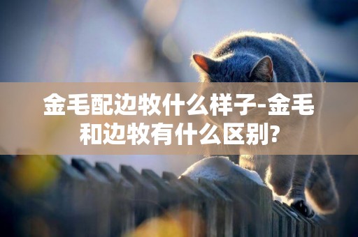 金毛配邊牧什么樣子-金毛和邊牧有什么區別?