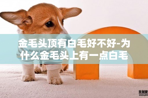 金毛頭頂有白毛好不好-為什么金毛頭上有一點白毛