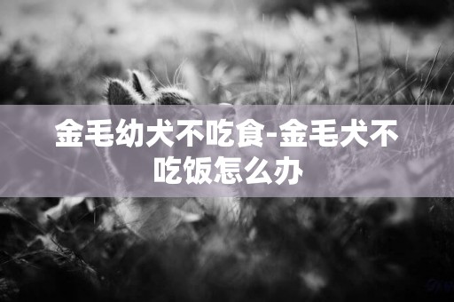 金毛幼犬不吃食-金毛犬不吃飯怎么辦