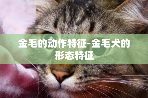 金毛的動作特征-金毛犬的形態特征