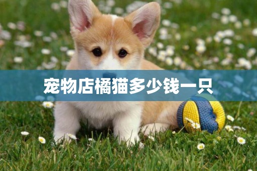寵物店橘貓多少錢一只
