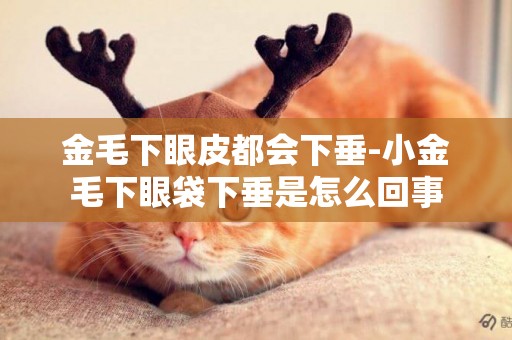 金毛下眼皮都會下垂-小金毛下眼袋下垂是怎么回事