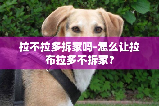 拉不拉多拆家嗎-怎么讓拉布拉多不拆家？