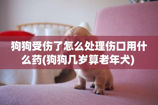 狗狗受傷了怎么處理傷口用什么藥(狗狗幾歲算老年犬) 