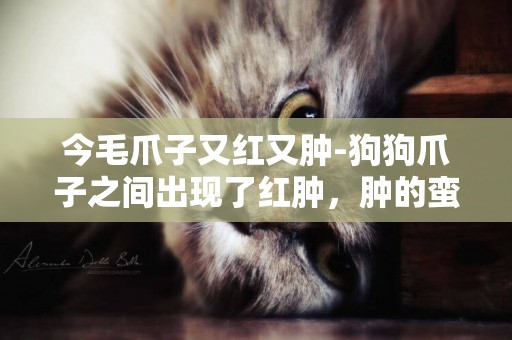 今毛爪子又紅又腫-狗狗爪子之間出現了紅腫，腫的蠻厲害的