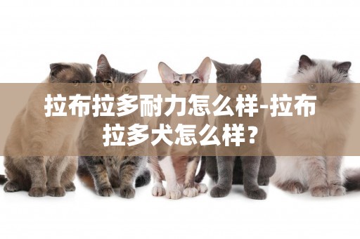 拉布拉多耐力怎么樣-拉布拉多犬怎么樣？