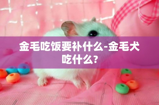 金毛吃飯要補什么-金毛犬吃什么?