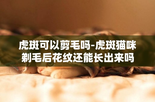 虎斑可以剪毛嗎-虎斑貓咪剃毛后花紋還能長出來嗎