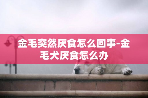 金毛突然厭食怎么回事-金毛犬厭食怎么辦