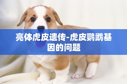 亮體虎皮遺傳-虎皮鸚鵡基因的問題