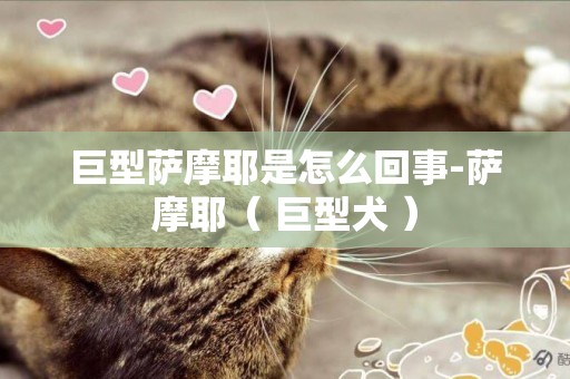 巨型薩摩耶是怎么回事-薩摩耶（ 巨型犬 ）