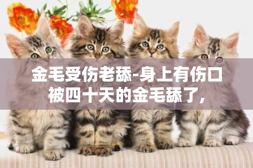 金毛受傷老舔-身上有傷口被四十天的金毛舔了,