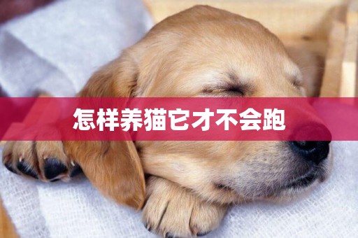 怎樣養貓它才不會跑