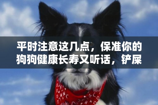 平時注意這幾點，保準你的狗狗健康長壽又聽話，鏟屎官們快來看 