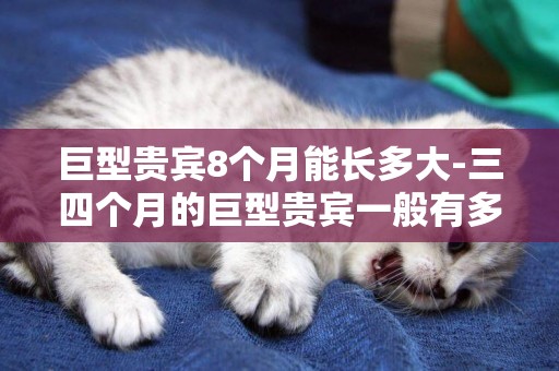 巨型貴賓8個月能長多大-三四個月的巨型貴賓一般有多大