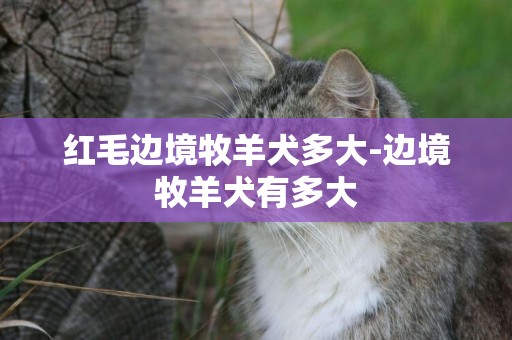 紅毛邊境牧羊犬多大-邊境牧羊犬有多大