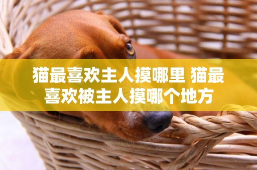 貓最喜歡主人摸哪里 貓最喜歡被主人摸哪個地方