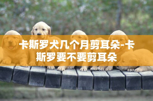 卡斯羅犬幾個月剪耳朵-卡斯羅要不要剪耳朵