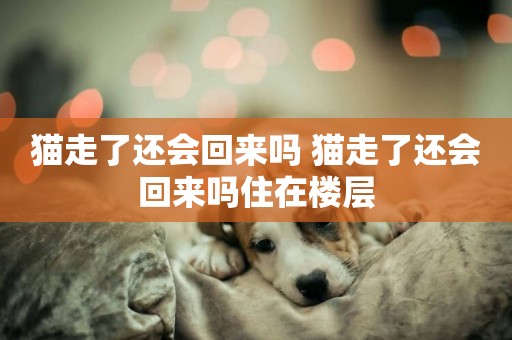 貓走了還會回來嗎 貓走了還會回來嗎住在樓層