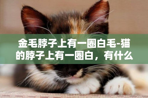 金毛脖子上有一圈白毛-貓的脖子上有一圈白，有什么意思？