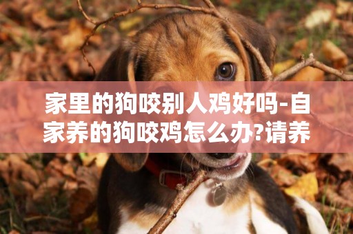 家里的狗咬別人雞好嗎-自家養的狗咬雞怎么辦?請養狗專家解答
