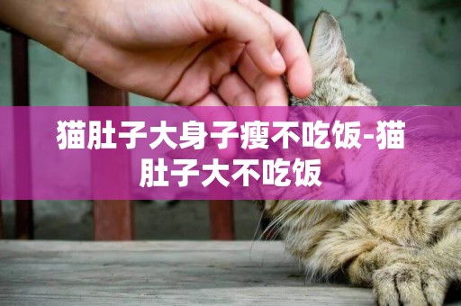 貓肚子大身子瘦不吃飯-貓肚子大不吃飯