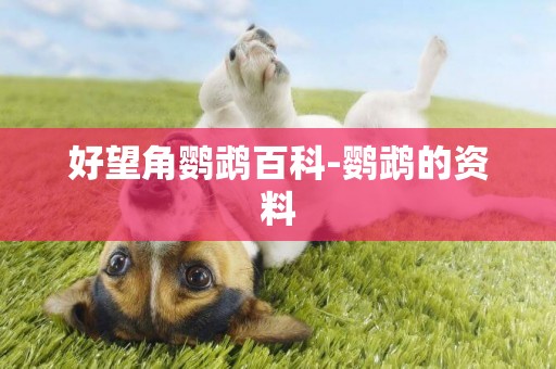 好望角鸚鵡百科-鸚鵡的資料