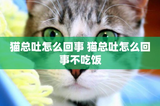 貓總吐怎么回事 貓總吐怎么回事不吃飯
