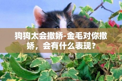 狗狗太會撒嬌-金毛對你撒嬌，會有什么表現？