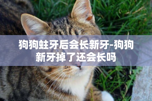 狗狗蛀牙后會長新牙-狗狗新牙掉了還會長嗎