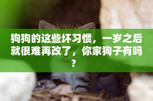 狗狗的這些壞習慣，一歲之后就很難再改了，你家狗子有嗎？ 