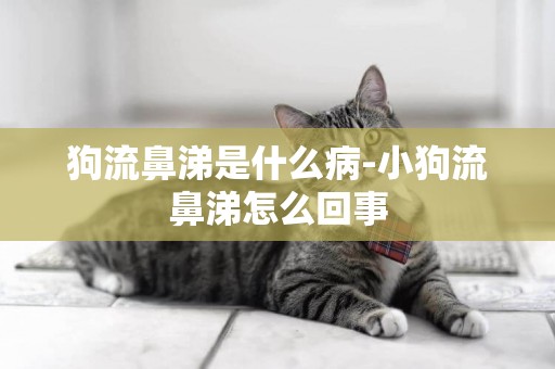 狗流鼻涕是什么病-小狗流鼻涕怎么回事
