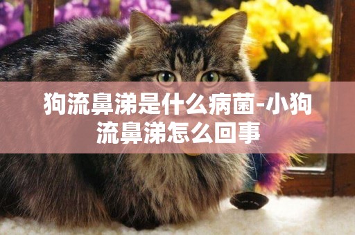 狗流鼻涕是什么病菌-小狗流鼻涕怎么回事